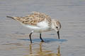 Red-necked Stint Calidris ruficollis