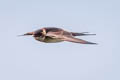 Red-rumped Swallow Cecropis daurica ssp.