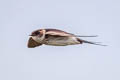 Red-rumped Swallow Cecropis daurica ssp.