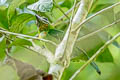 Red-throated Barbet Psilopogon mystacophanos mystacophanos