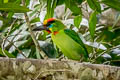 Red-throated Barbet Psilopogon mystacophanos mystacophanos