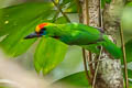 Red-throated Barbet Psilopogon mystacophanos mystacophanos