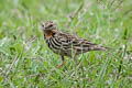Red-throated Pipit Anthus cervinus 