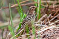 Red-throated Pipit Anthus cervinus 