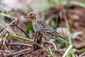 Red-throated Pipit Anthus cervinus 