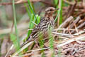 Red-throated Pipit Anthus cervinus 