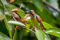 Red-throated Sunbird Anthreptes rhodolaemus