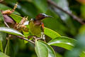 Red-throated Sunbird Anthreptes rhodolaemus