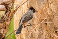 Red-vented Bulbul Pycnonotus cafer melanchimus