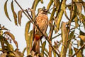 Red-vented Bulbul Pycnonotus cafer melanchimus