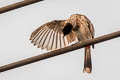 Red-vented Bulbul Pycnonotus cafer melanchimus