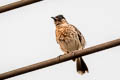 Red-vented Bulbul Pycnonotus cafer melanchimus