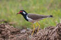 Red-wattled Lapwing Vanellus indicus atronuchalis