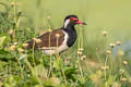 Red-wattled Lapwing Vanellus indicus atronuchalis