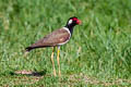 Red-wattled Lapwing Vanellus indicus atronuchalis