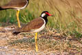 Red-wattled Lapwing Vanellus indicus atronuchalis