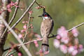 Red-whiskered Bulbul Pycnonotus jocosus emeria