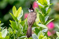 Red-whiskered Bulbul Pycnonotus jocosus emeria