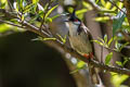 Red-whiskered Bulbul Pycnonotus jocosus emeria