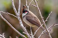 Red-whiskered Bulbul Pycnonotus jocosus emeria