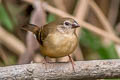 Red Avadavat amandava punicea