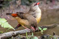 Red Avadavat amandava punicea