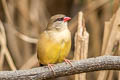 Red Avadavat amandava punicea