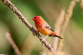 Red Avadavat amandava punicea