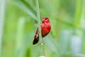 Red Avadavat amandava punicea