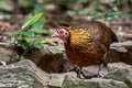 Red Junglefowl Gallus gallus gallus