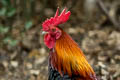 Red Junglefowl Gallus gallus gallus