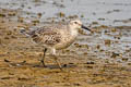 Red Knot Calidris canutus canutus (Lesser Knot)