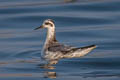 Red Phalarope Phalaropus fulicarius