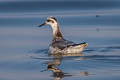 Red Phalarope Phalaropus fulicarius