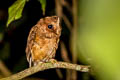 Reddish Scops Owl Otus rufescens malayensis