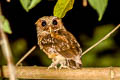 Reddish Scops Owl Otus rufescens malayensis