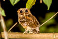 Reddish Scops Owl