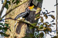 Rhinoceros Hornbill Buceros rhinoceros rhinoceros