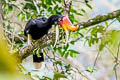 Rhinoceros Hornbill Buceros rhinoceros rhinoceros