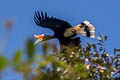 Rhinoceros Hornbill Buceros rhinoceros rhinoceros