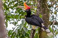 Rhinoceros Hornbill Buceros rhinoceros rhinoceros