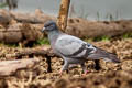 Rock Dove Colomba livia