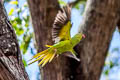 Rose-ringed Parakeet Psittacula krameri ssp.