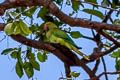 Rose-ringed Parakeet Psittacula krameri ssp.