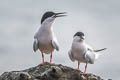 Roseate Tern Sterna dougallii bangsi