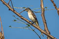 Rosy Minivet Pericrocotus roseus 