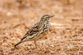 Rosy Pipit Anthus roseatus