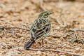 Rosy Pipit Anthus roseatus