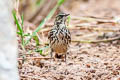 Rosy Pipit Anthus roseatus