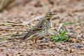 Rosy Pipit Anthus roseatus